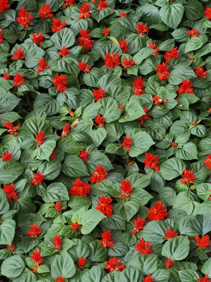 Salvia (Annual)