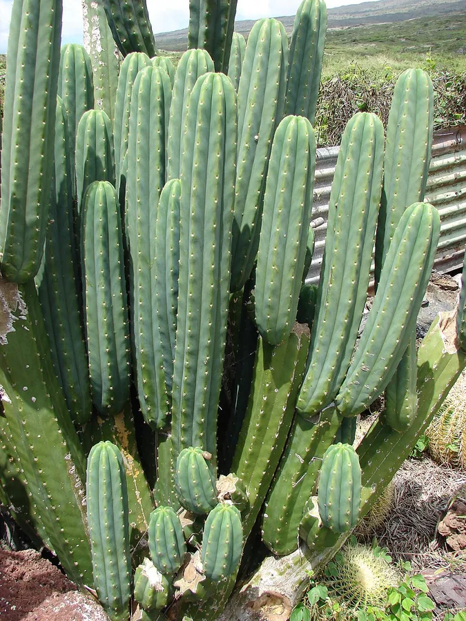 San Pedro Cactus