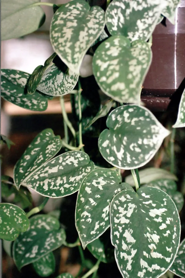 Satin Pothos