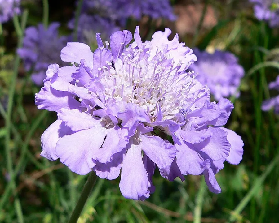 Pincushion Flower