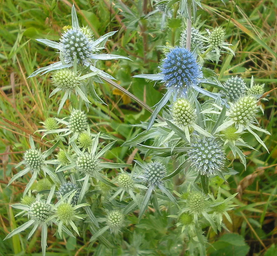 Sea Holly