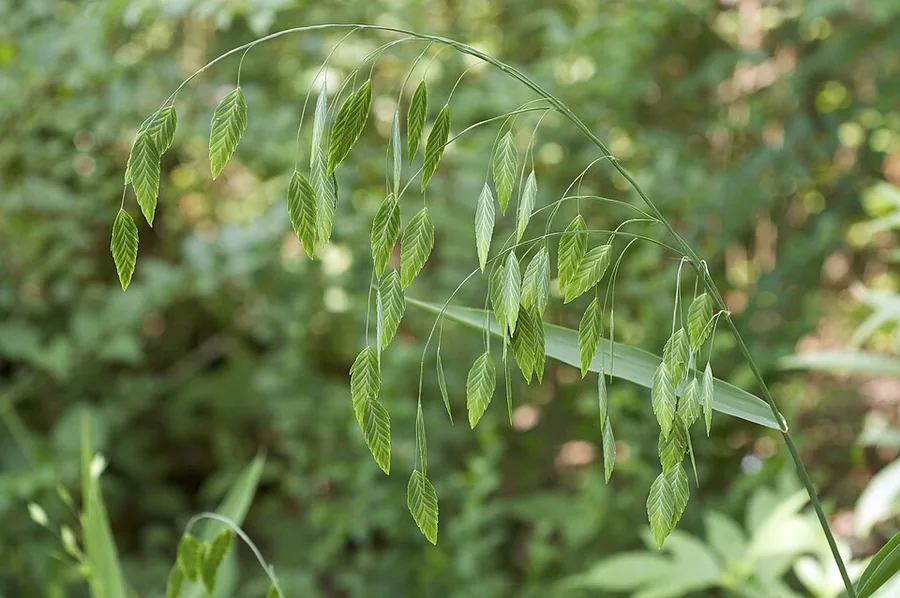 Northern Sea Oats