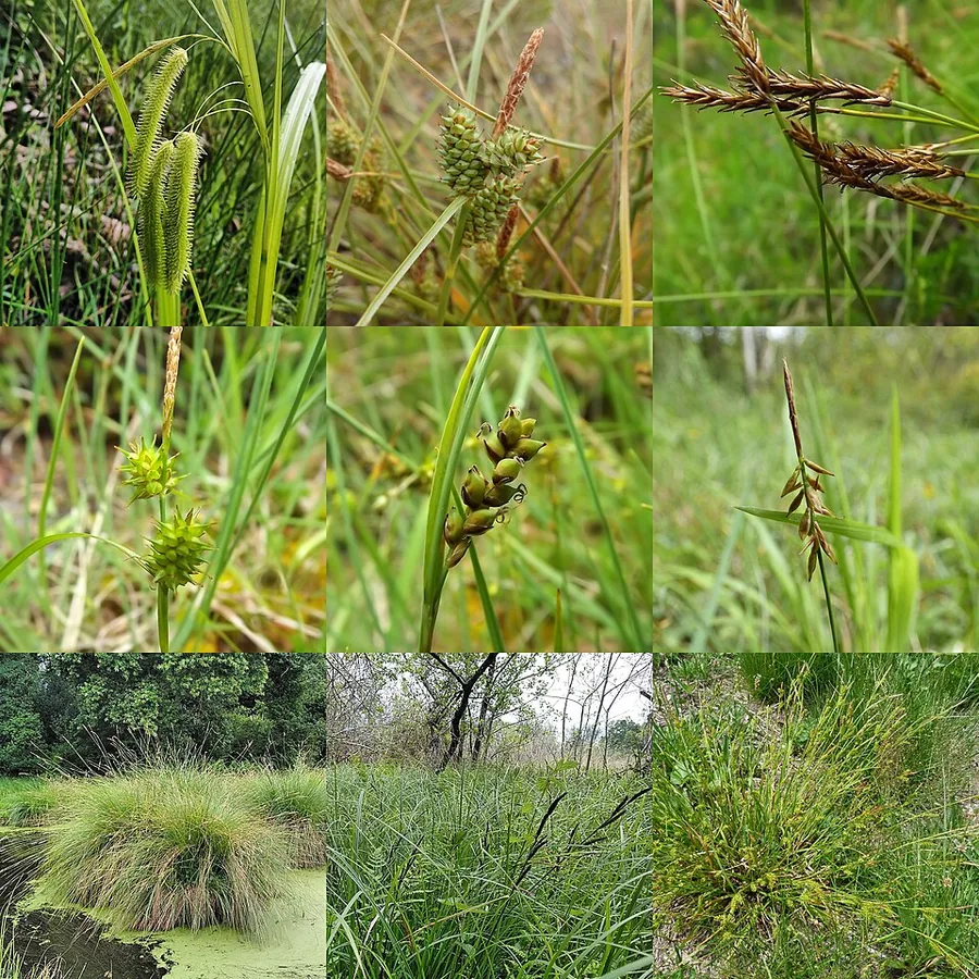 Sedge