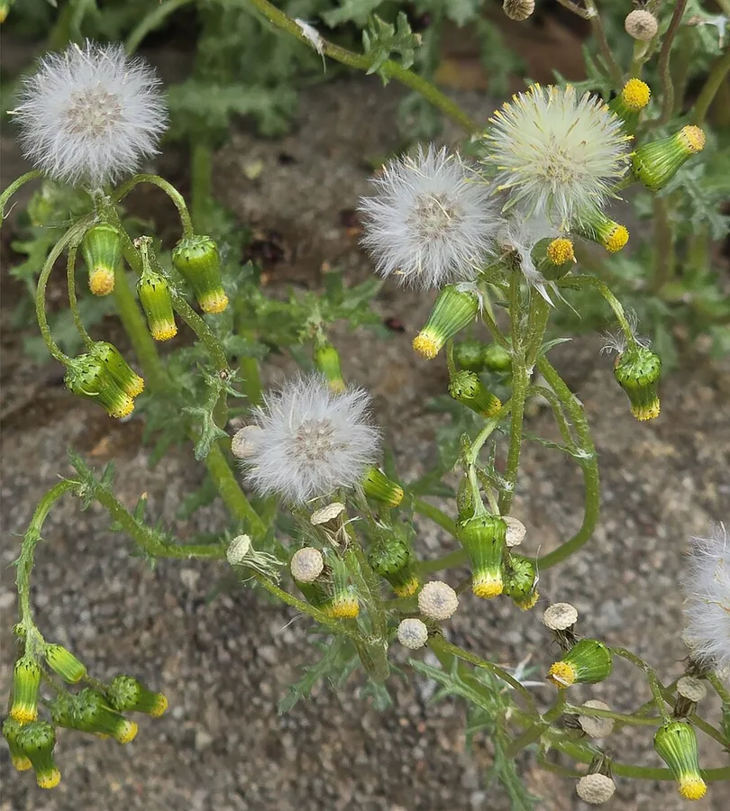 Senecio