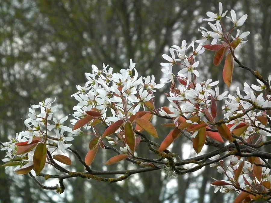 Serviceberry