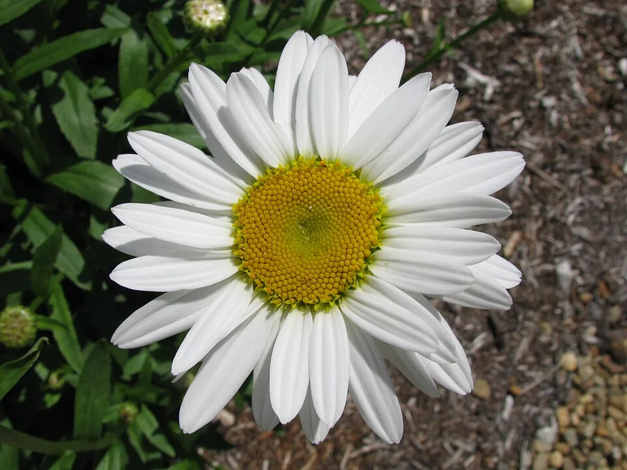 Shasta Daisy
