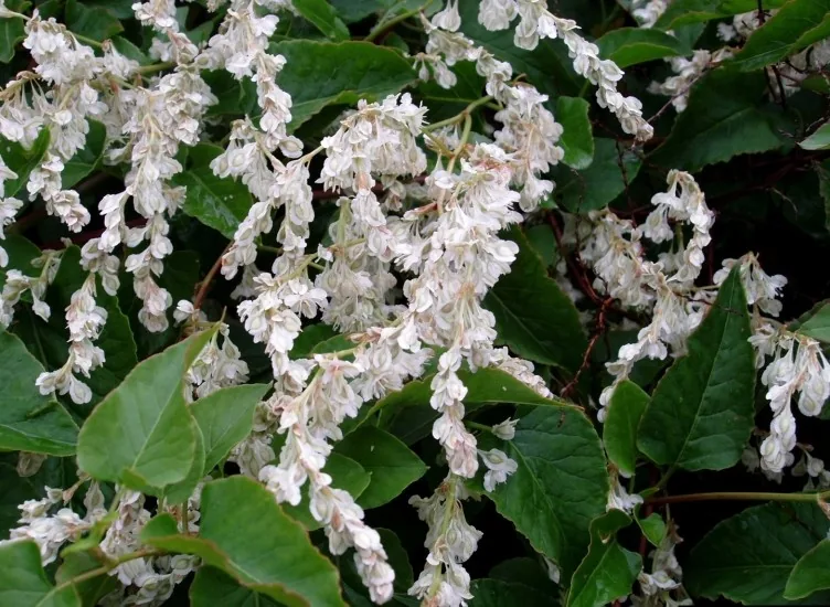 Silver Lace Vine