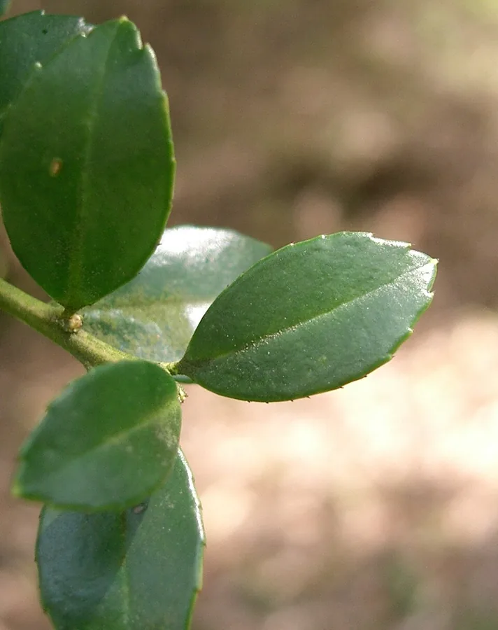 Sky Pencil Holly