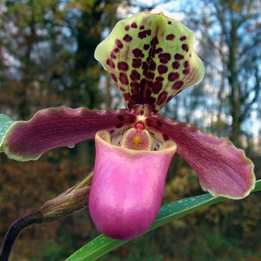 Slipper Orchid