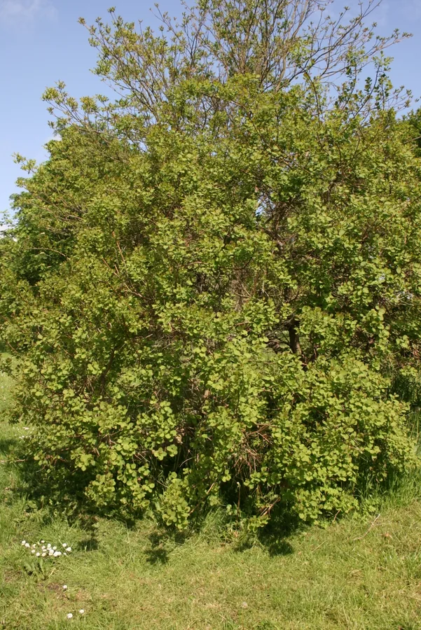 American Smoketree (Tree Form)