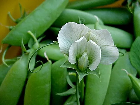 Snap Pea