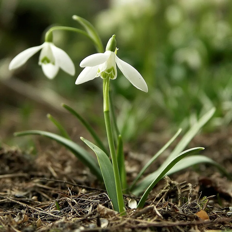 Common Snowdrop