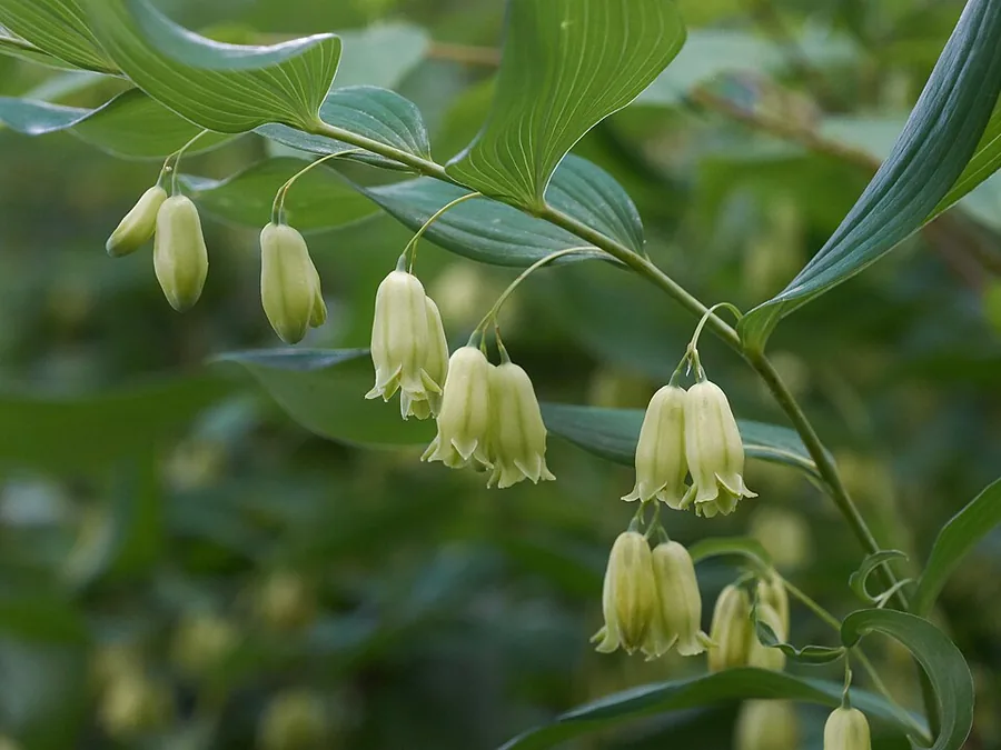 Solomon's Seal