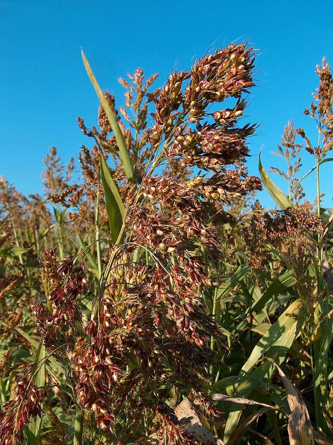 Sorghum-sudangrass