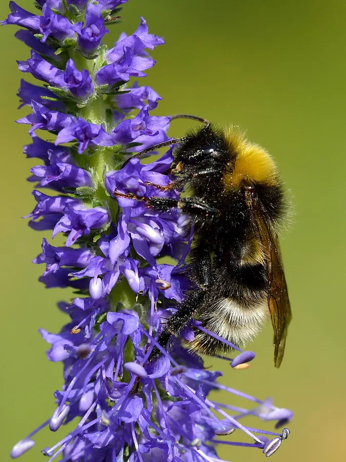 Spike Speedwell
