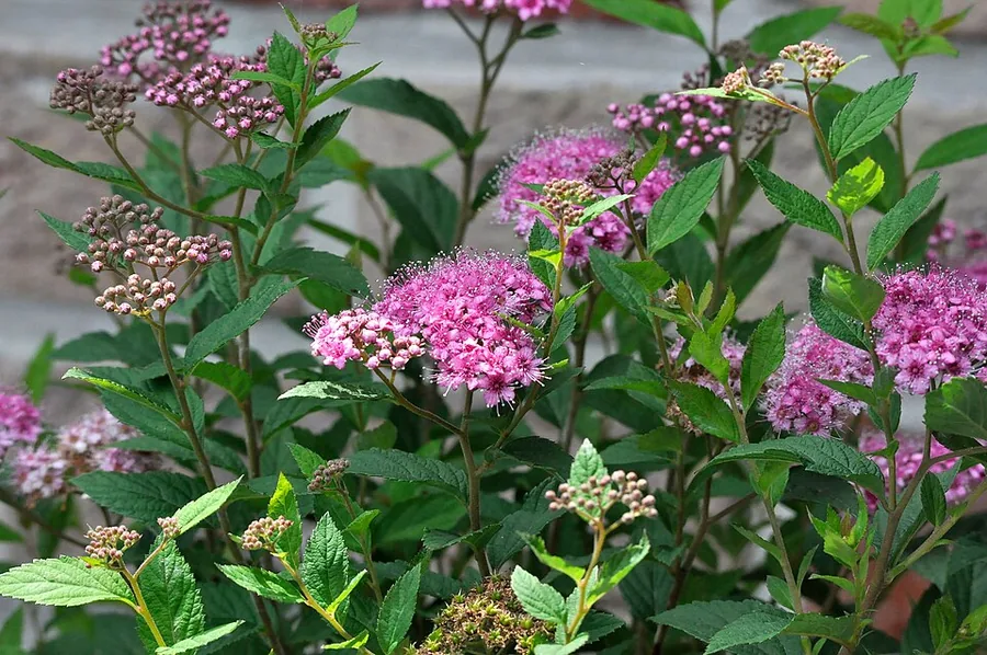 Japanese Spirea