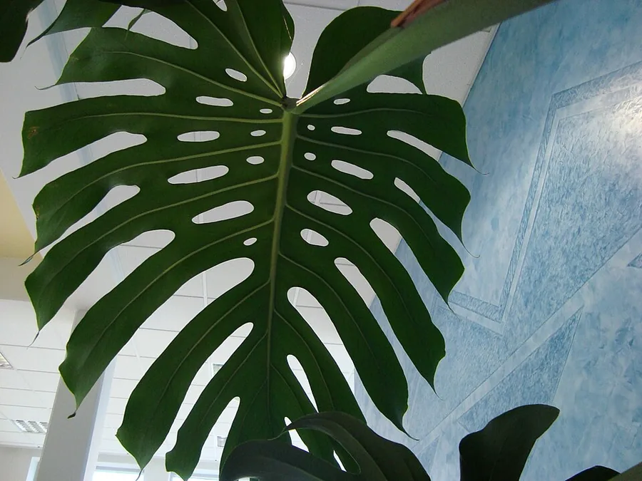 Split-leaf Philodendron