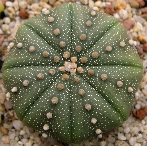 Star Cactus