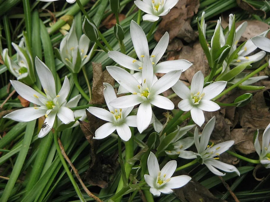 Star of Bethlehem