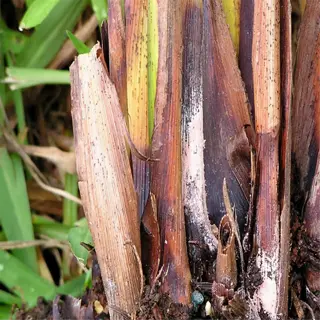 plant stem rot: close-up of a decaying plant stem base with visible rot