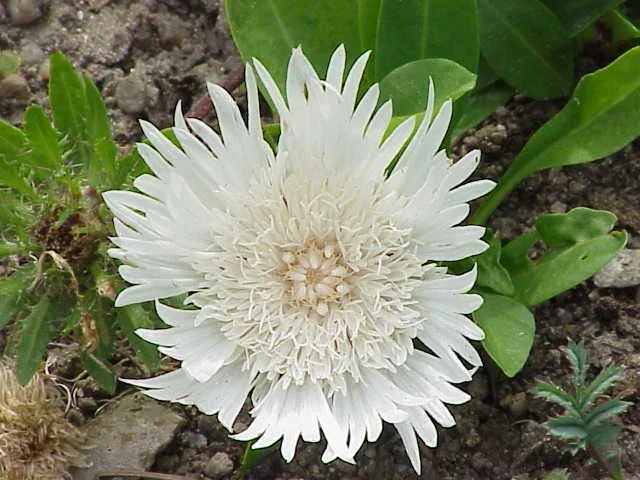 Stokes Aster