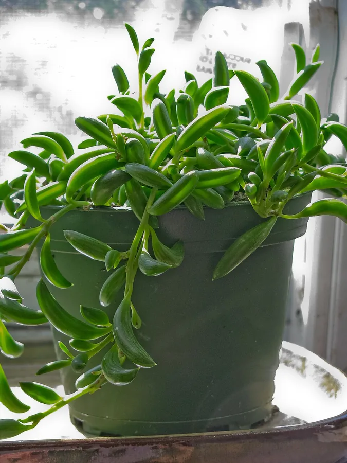 String of Bananas