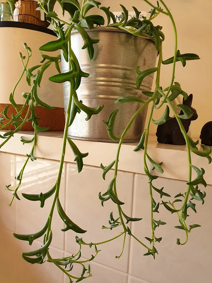 String of Dolphins