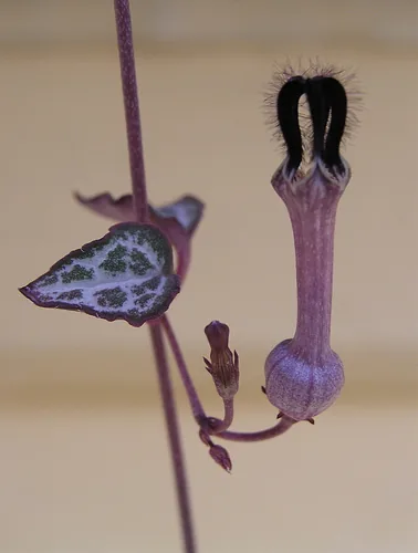 String of Hearts