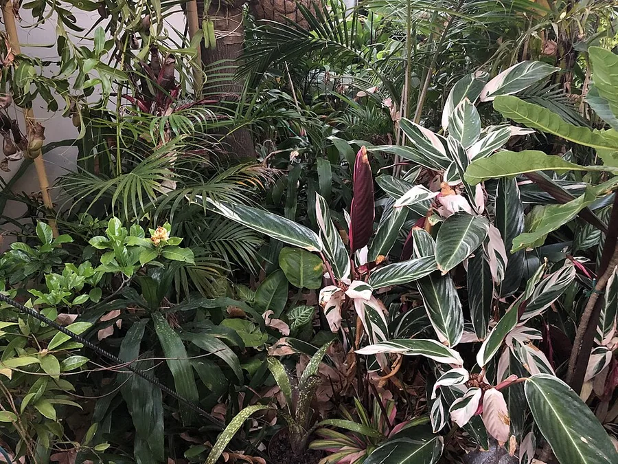 Stromanthe Triostar