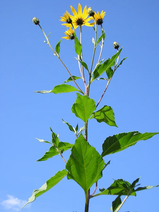 Sunchoke