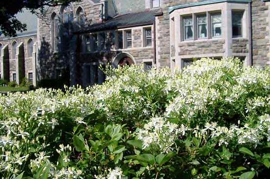Sweet Autumn Clematis