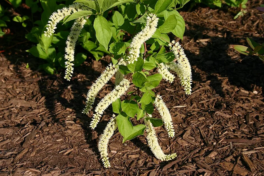 Virginia Sweetspire