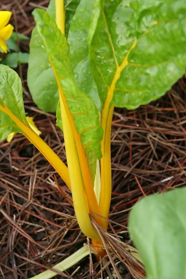 Swiss Chard