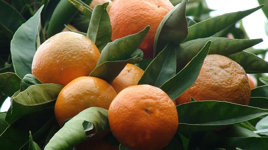 Tangerine