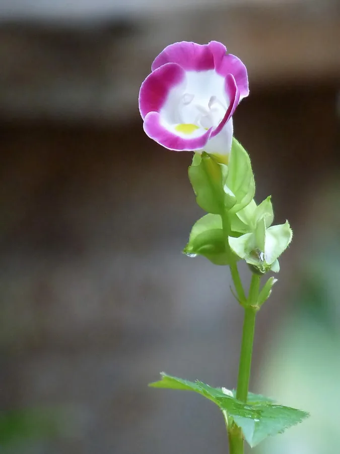 Wishbone Flower