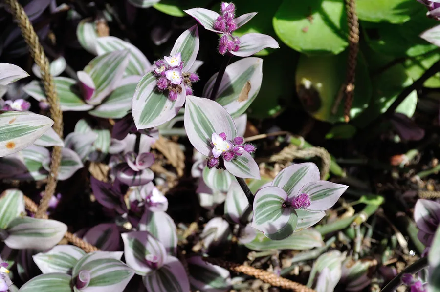 Tradescantia 'Nanouk'