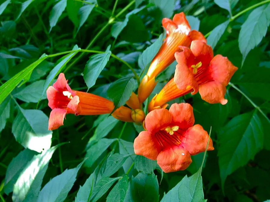 Trumpet Vine