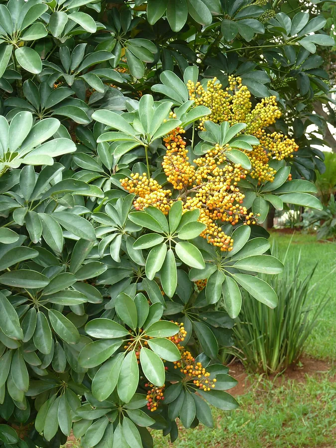 Umbrella Tree