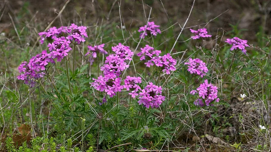 Verbena