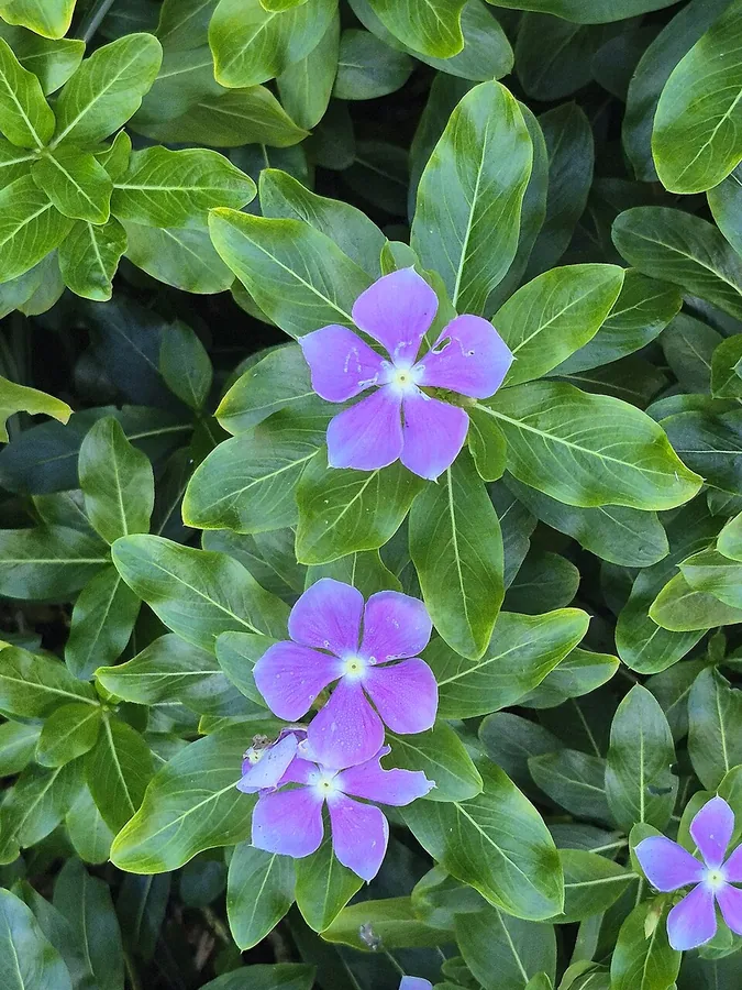Annual Vinca