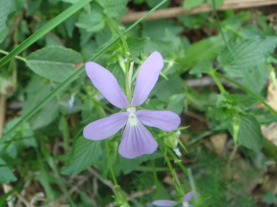 Viola