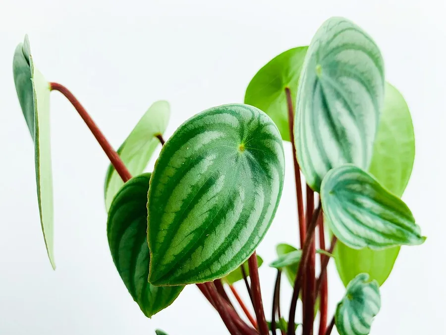 Watermelon Peperomia