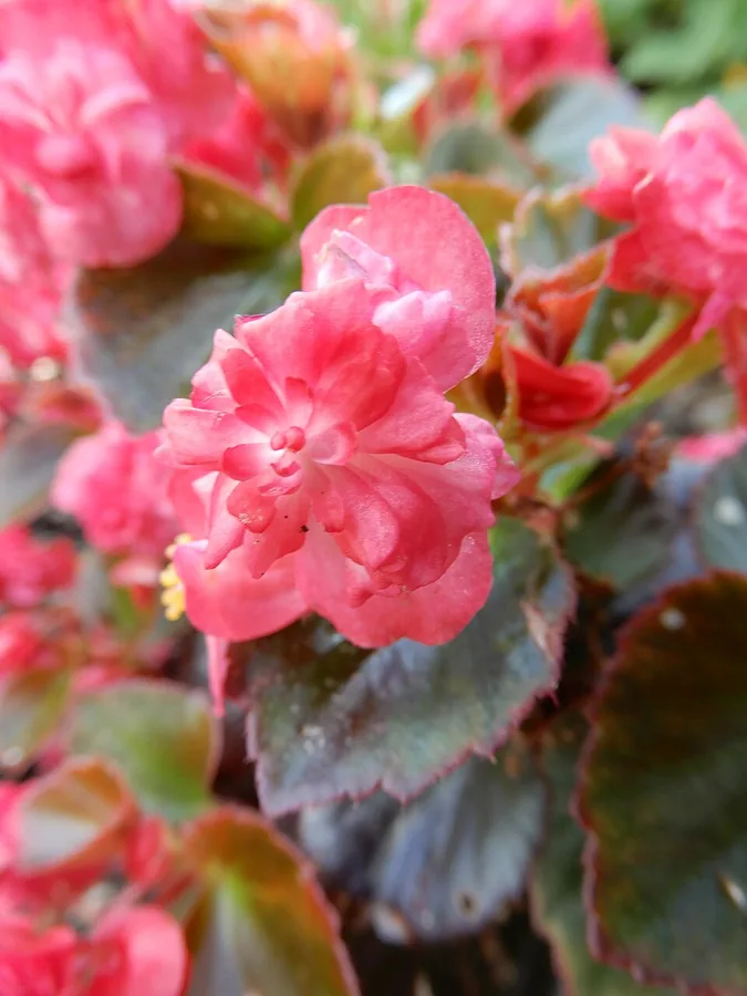 Wax Begonia