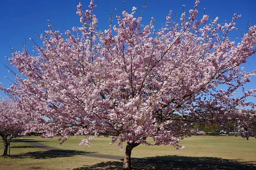 Weeping Cherry