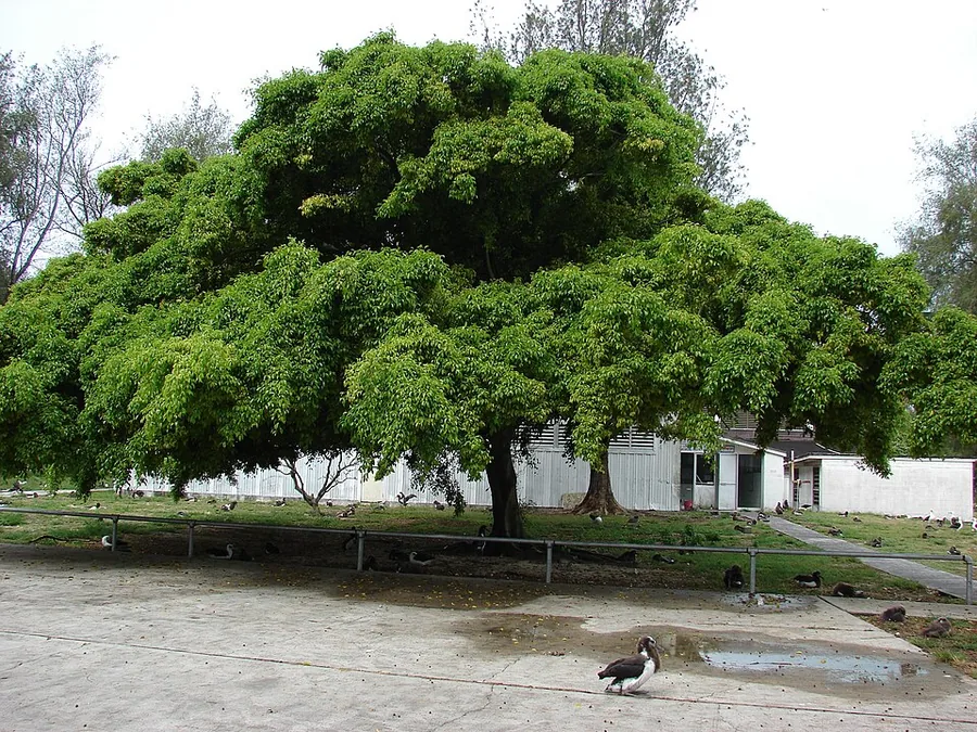 Weeping Fig