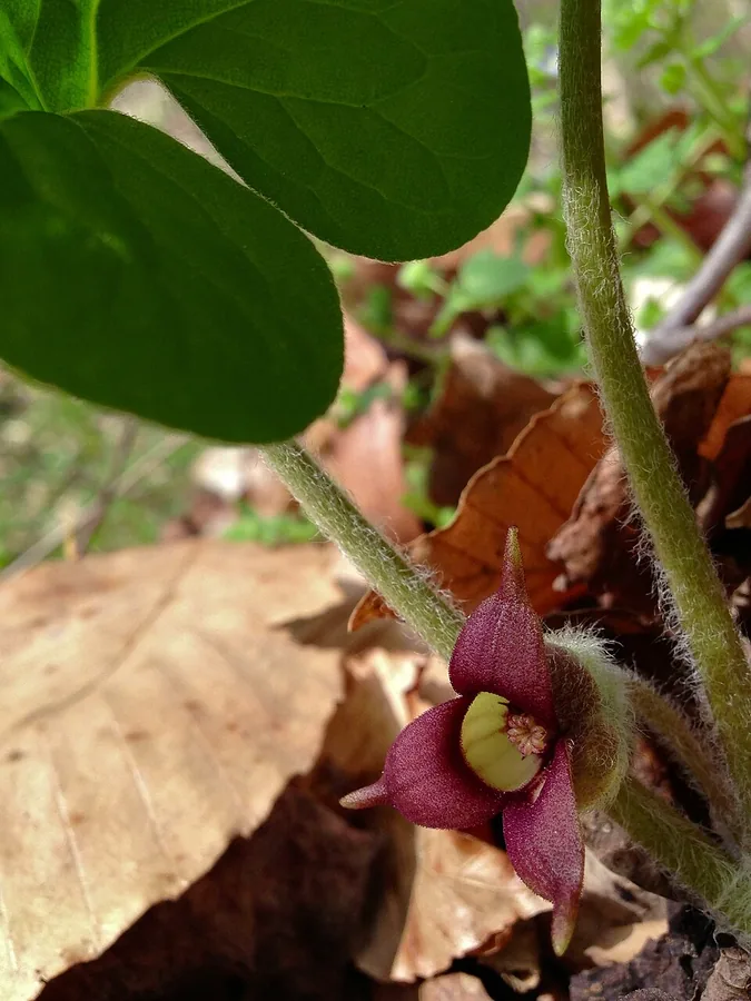 Wild Ginger