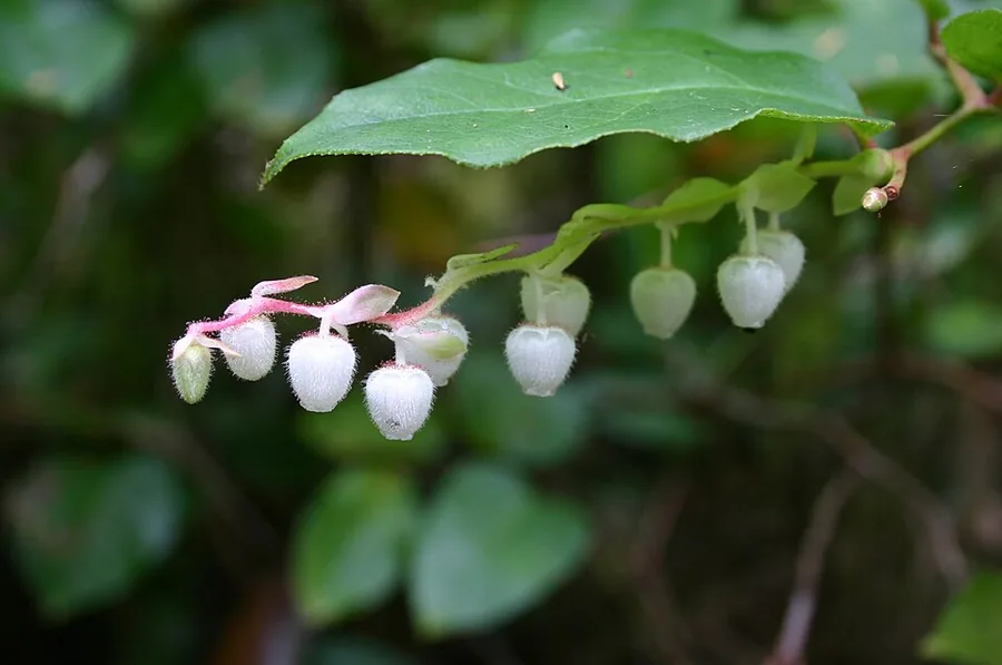 Wintergreen