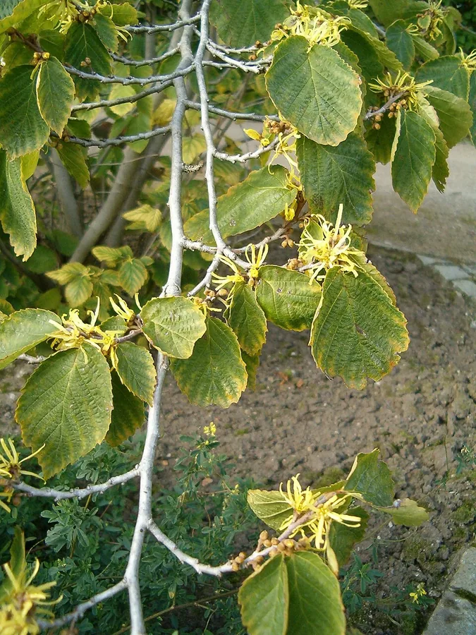 Witch Hazel