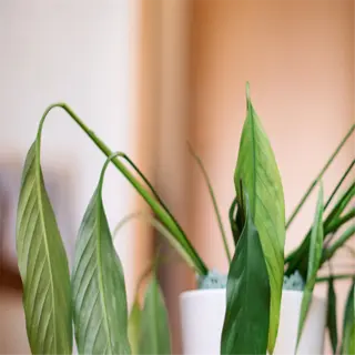 plant with wilting leaves after potting