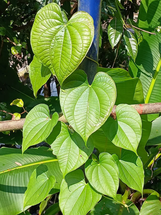 Yam